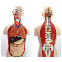 TORSO08 (12019) 85cm Sexless Torso mit offenem Rücken, 18 Teile Human Anatomy Model für die medizinische Wissenschaft